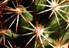 Mammillaria capensis (2).jpg